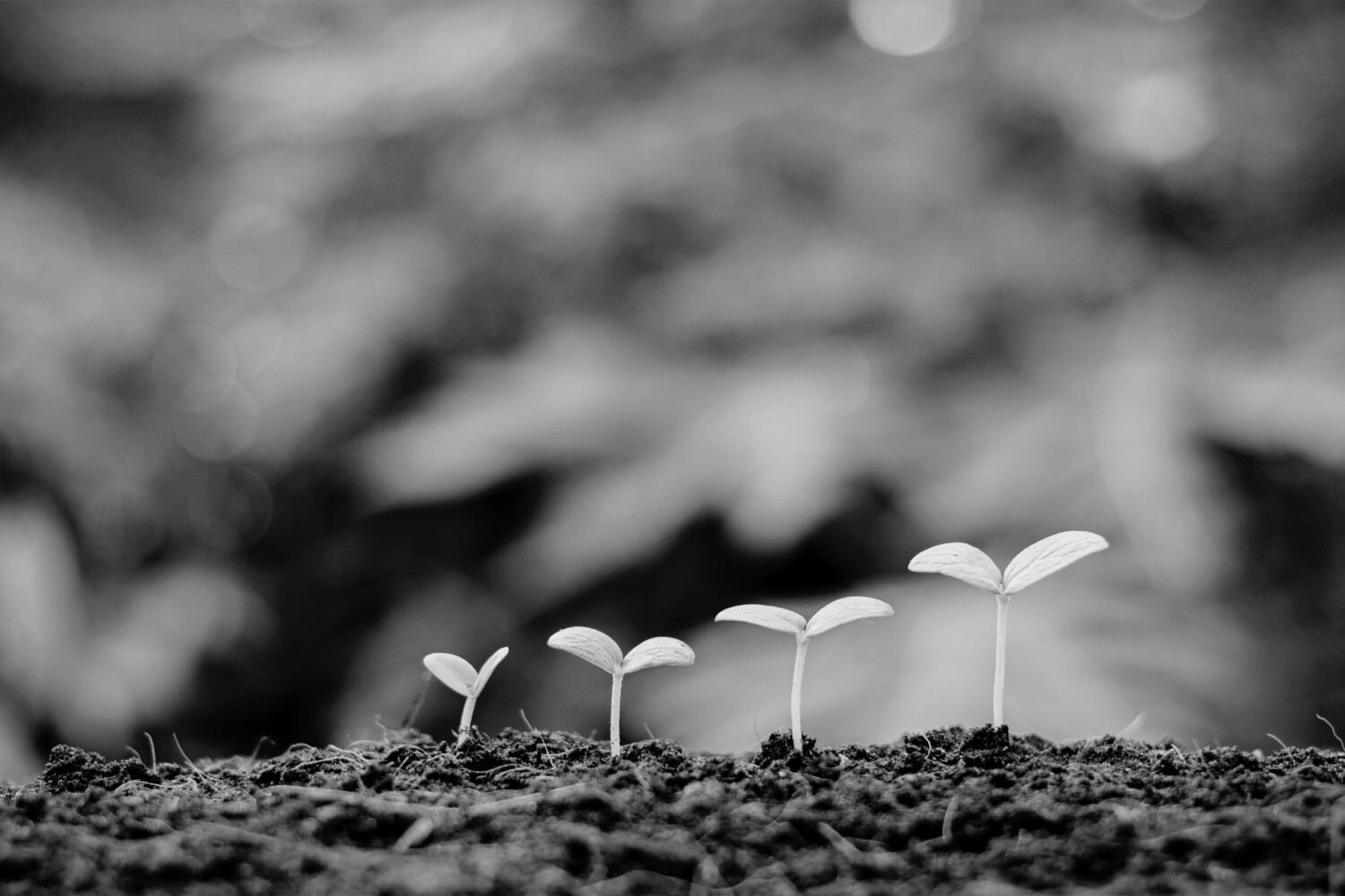 Unternehmeswachstum durch Webdesign, Hosting und SEO.
